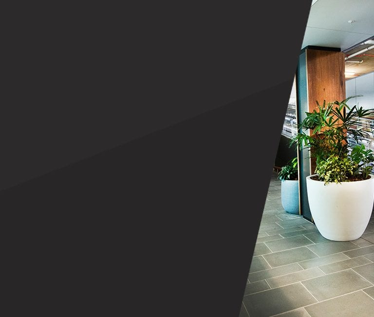 Indoor plants